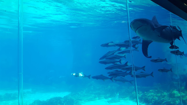 Opinii despre The Fish Shak în Southport - Hospitality and gastronomy