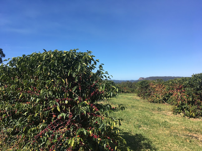 Opinii despre Mountain Top Coffee în Sydney - Hospitality and gastronomy