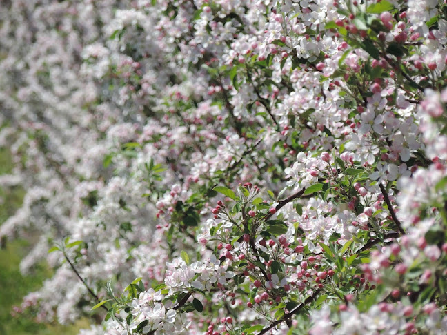 26 Sheffield Rd, Spreyton TAS 7310