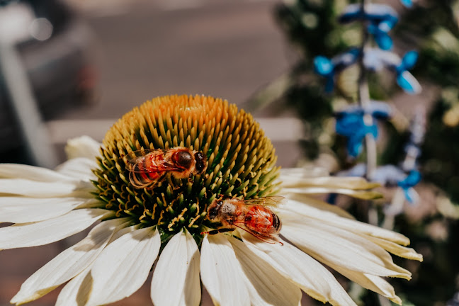 Nellie's Shed, Macedon Ranges - Hospitality and gastronomy