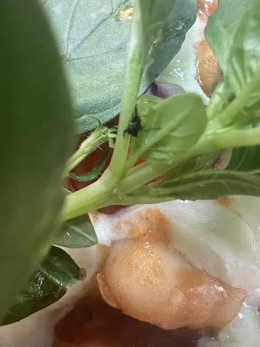 The Potting Shed at The Grounds - Hospitality and gastronomy