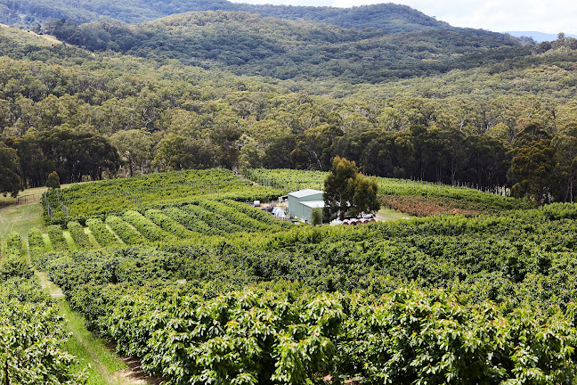 Yarra Valley Cherries - Hospitality and gastronomy