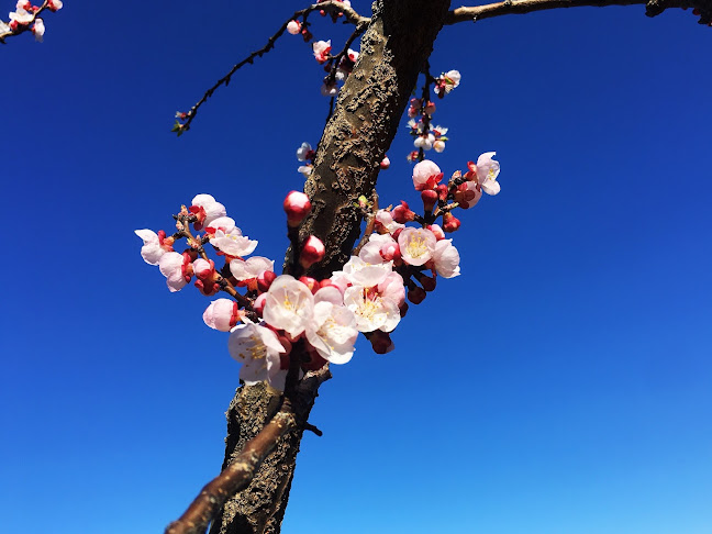 Spring Hill Orchard - Hospitality and gastronomy