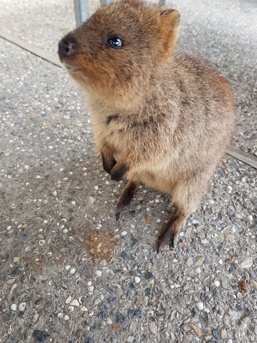 Rottnest Bakery - Perth