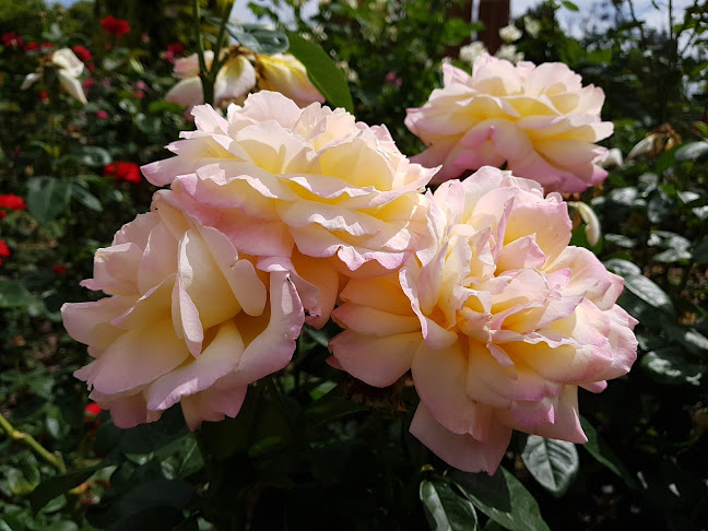 24 Warren Rd, Nannup WA 6275