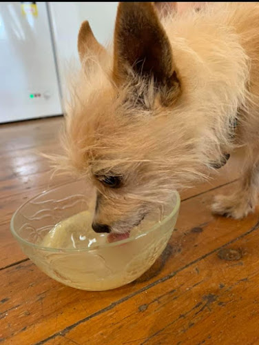 Comentarii opinii despre Balanzing Pawz Natural Dog Cafe and Therapies