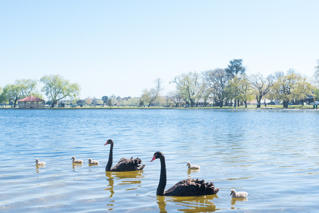 The Lake View Hotel - Hospitality and gastronomy