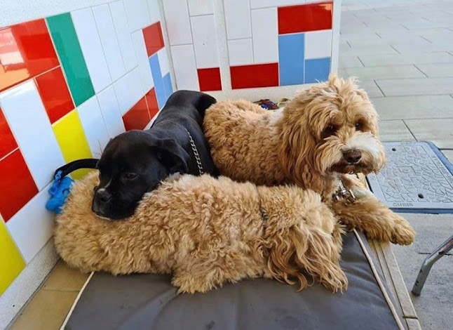 Ground Up Espresso - Carrington