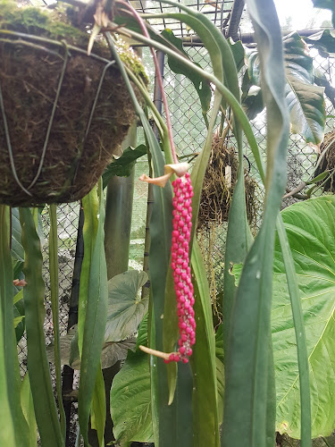 LOT 400 Collins Ave, Cairns City QLD 4870