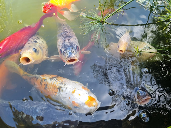 Wyee Nursery Cafe - Hospitality and gastronomy