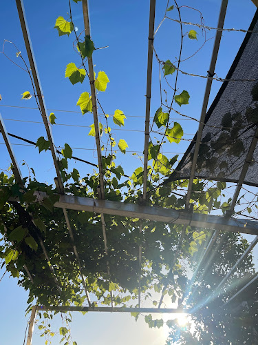 Golden Gelato - Tugun