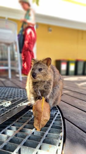 Opinii despre Simmo's în Perth - Hospitality and gastronomy