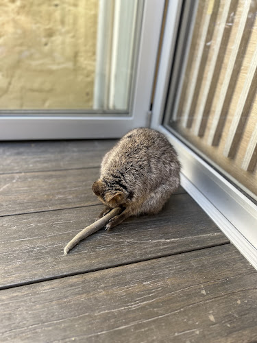 Rottnest Bakery - Hospitality and gastronomy