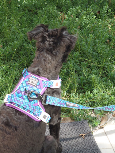 Puddle Cafe - Franklin