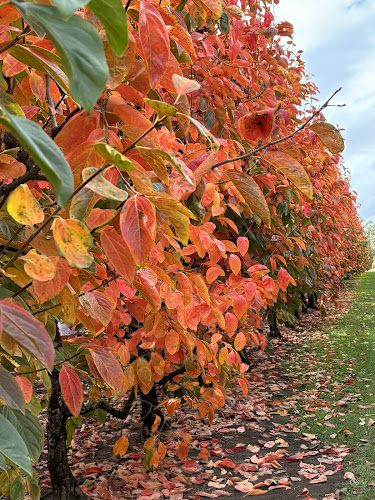 4 Raeburn Rd, Roleystone WA 6111