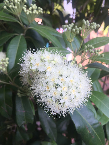 Pure Oz Botanicals - Hospitality and gastronomy