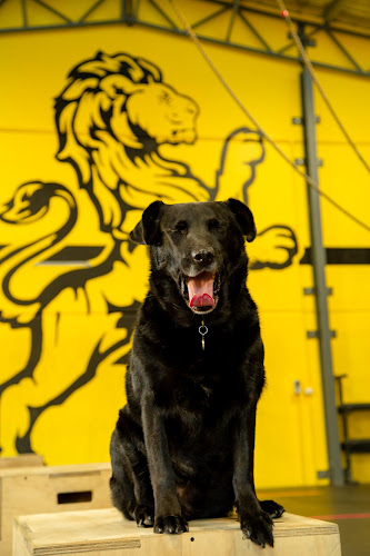 Lionheart Cafe - Hospitality and gastronomy