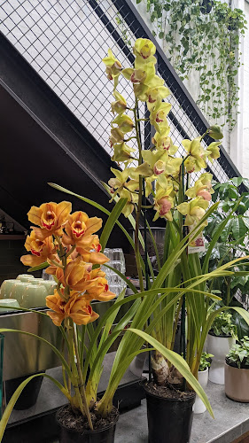 Comentarii opinii despre The Green House Ballarat