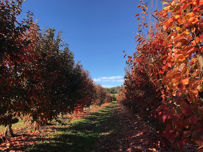 Orchard 1 Sixty - Donnybrook