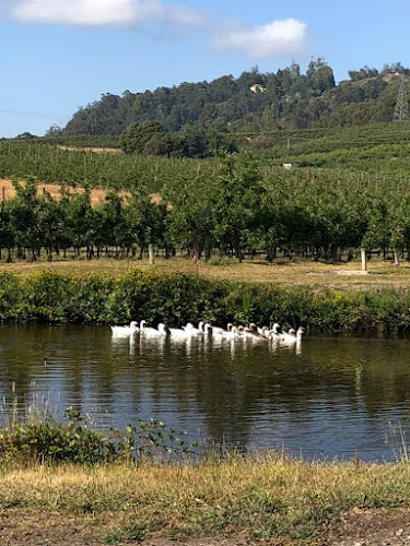 RW Squibb & Sons Orchard - Spreyton